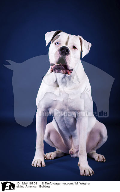 sitzende Amerikanische Bulldogge / sitting American Bulldog / MW-16758