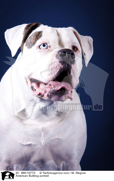 American Bulldog portrait / MW-16770