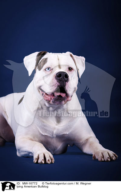 liegende Amerikanische Bulldogge / lying American Bulldog / MW-16772