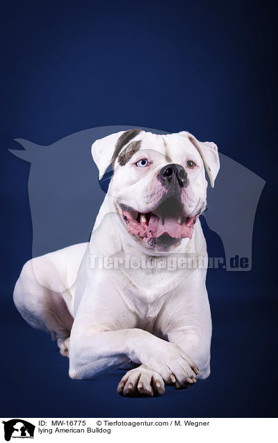liegende Amerikanische Bulldogge / lying American Bulldog / MW-16775