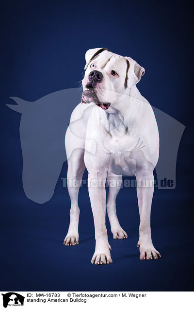 stehende Amerikanische Bulldogge / standing American Bulldog / MW-16783