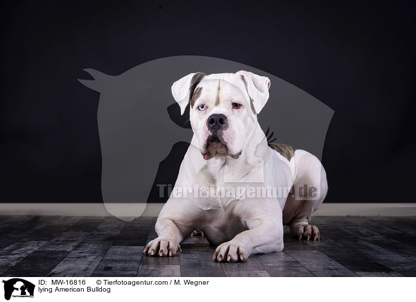 liegende Amerikanische Bulldogge / lying American Bulldog / MW-16816