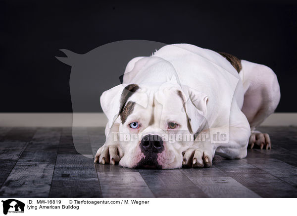 liegende Amerikanische Bulldogge / lying American Bulldog / MW-16819