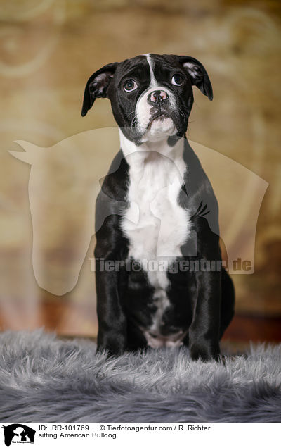 sitzende Amerikanische Bulldogge / sitting American Bulldog / RR-101769