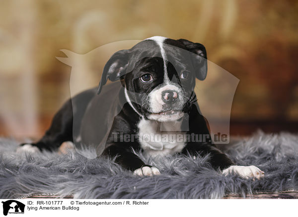 liegende Amerikanische Bulldogge / lying American Bulldog / RR-101777