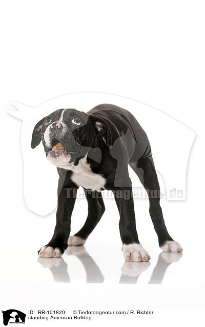 stehende Amerikanische Bulldogge / standing American Bulldog / RR-101820