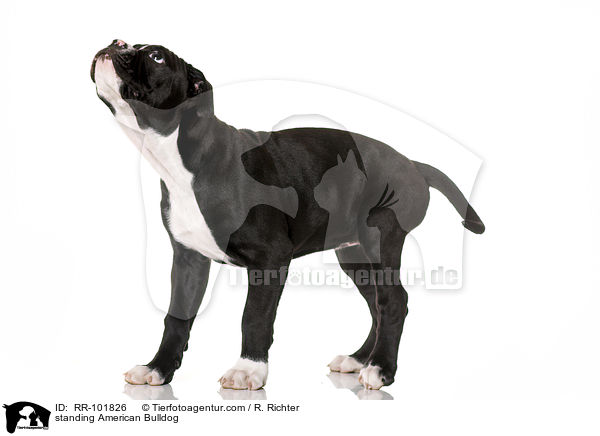 stehende Amerikanische Bulldogge / standing American Bulldog / RR-101826