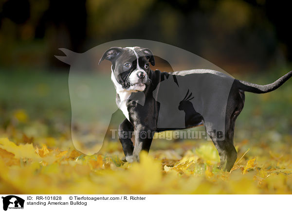 standing American Bulldog / RR-101828