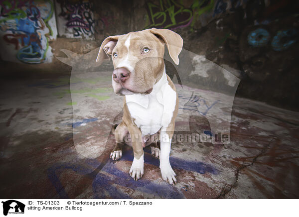 sitting American Bulldog / TS-01303