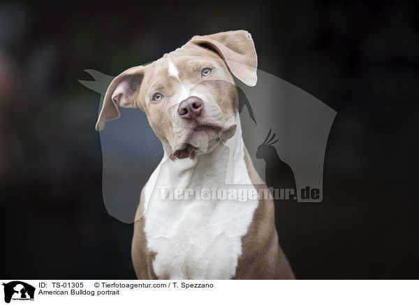 American Bulldog portrait / TS-01305