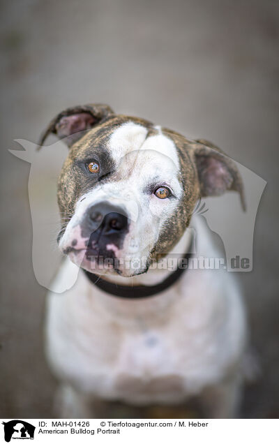 American Bulldog Portrait / MAH-01426