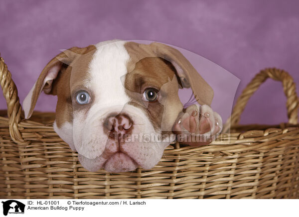 American Bulldog Welpe / American Bulldog Puppy / HL-01001