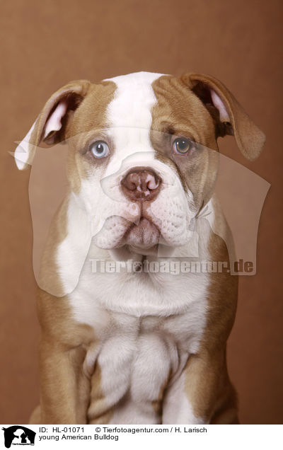 junger American Bulldog / young American Bulldog / HL-01071