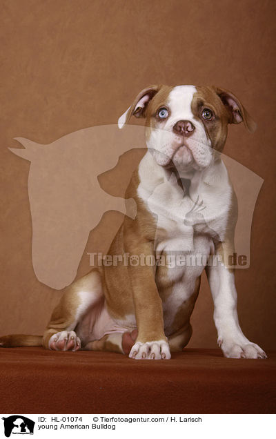 junger American Bulldog / young American Bulldog / HL-01074