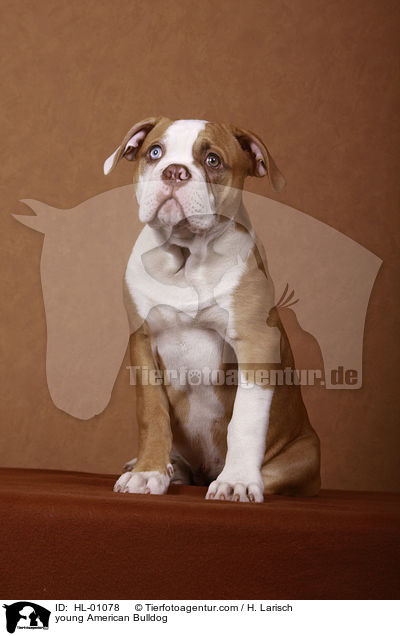 junger American Bulldog / young American Bulldog / HL-01078