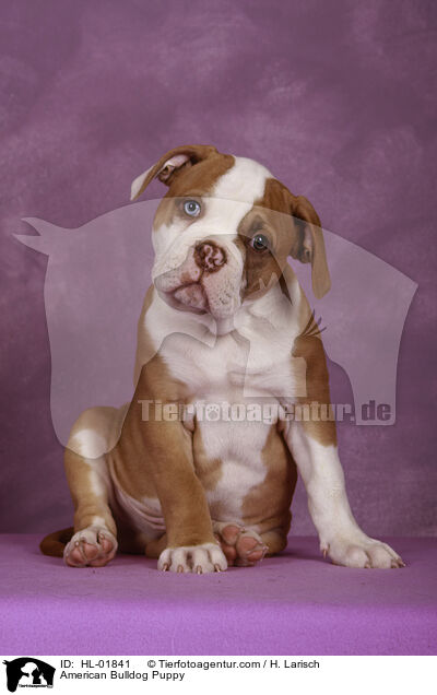 American Bulldog Welpe / American Bulldog Puppy / HL-01841
