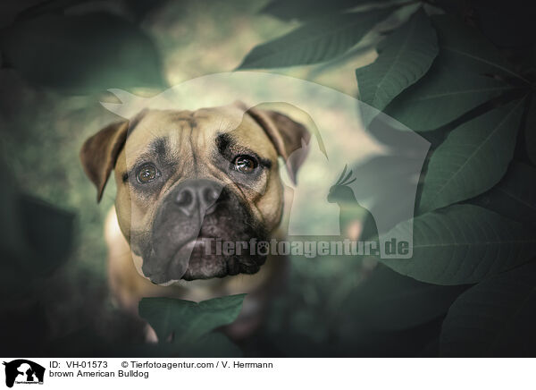 braune Amerikanische Bulldogge / brown American Bulldog / VH-01573