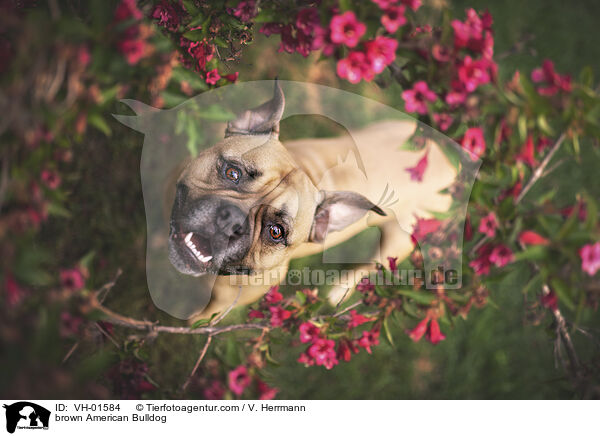 braune Amerikanische Bulldogge / brown American Bulldog / VH-01584