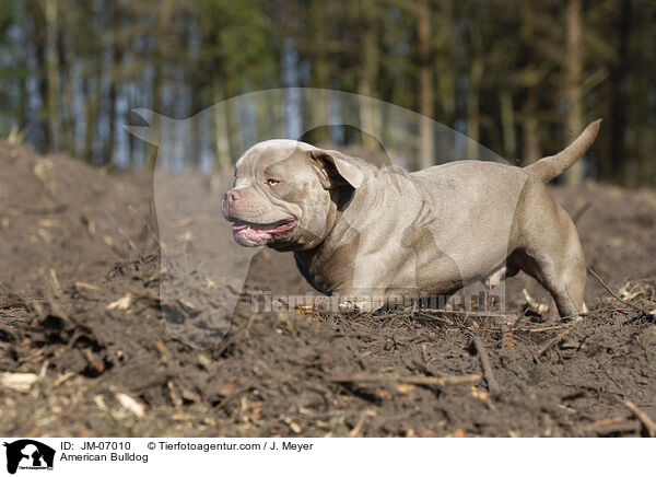 American Bulldog / JM-07010