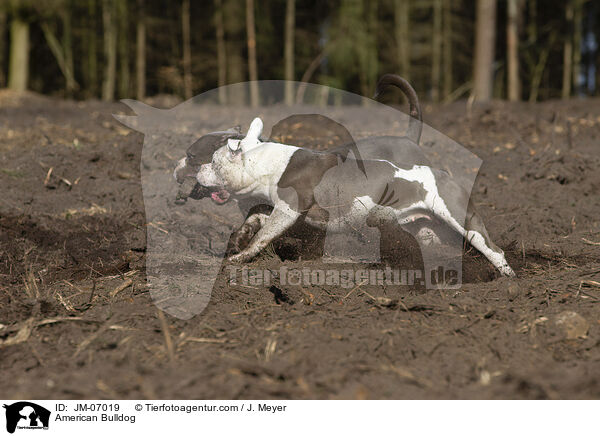 American Bulldog / American Bulldog / JM-07019