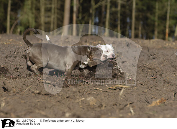 American Bulldog / American Bulldog / JM-07020