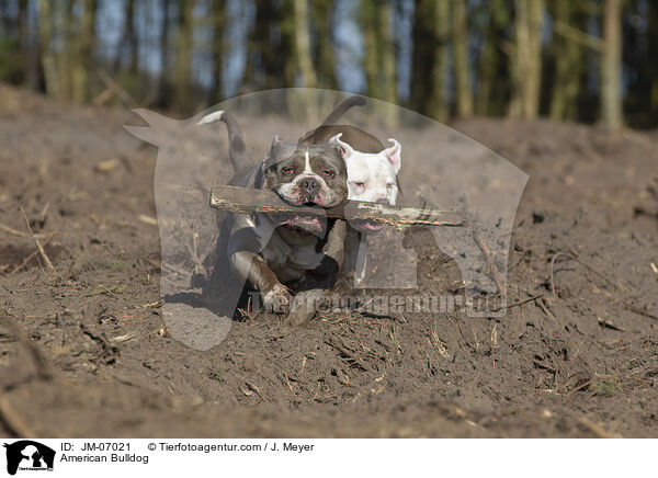 American Bulldog / American Bulldog / JM-07021