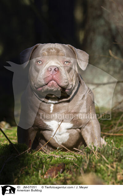 American Bulldog / JM-07051
