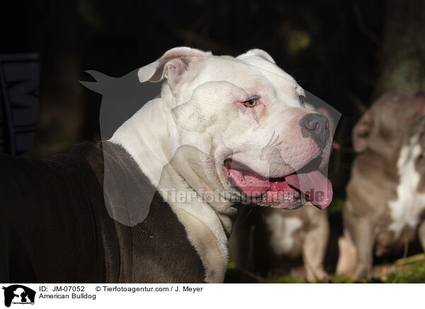 American Bulldog / American Bulldog / JM-07052