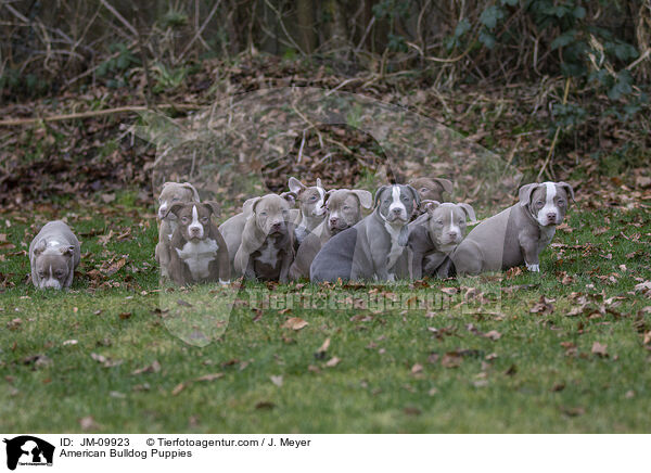 American Bulldog Welpen / American Bulldog Puppies / JM-09923