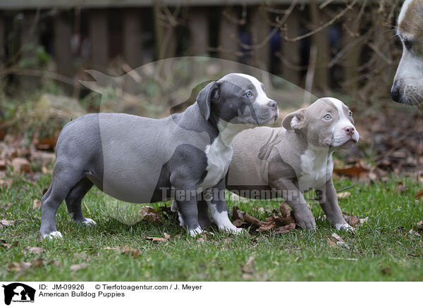 American Bulldog Puppies / JM-09926