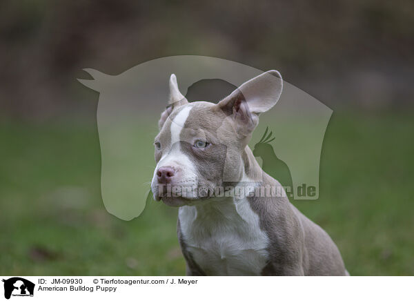 American Bulldog Welpe / American Bulldog Puppy / JM-09930