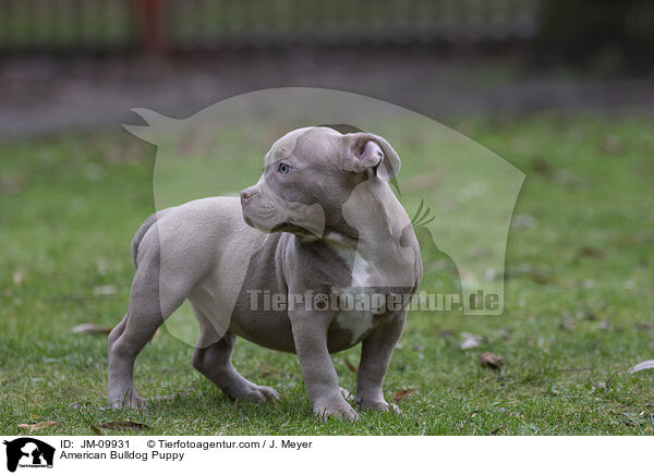 American Bulldog Welpe / American Bulldog Puppy / JM-09931