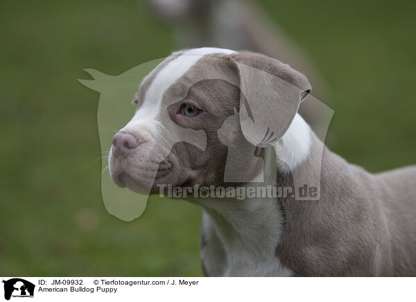 American Bulldog Puppy / JM-09932