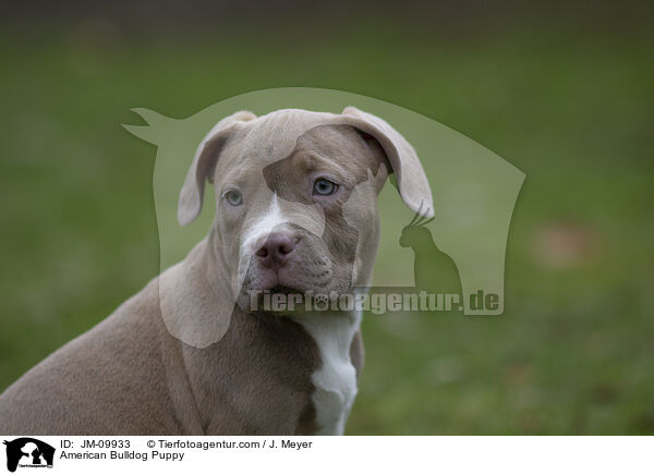 American Bulldog Puppy / JM-09933