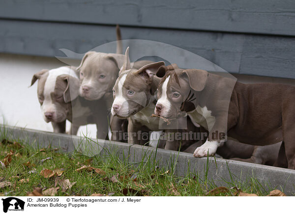 American Bulldog Puppies / JM-09939