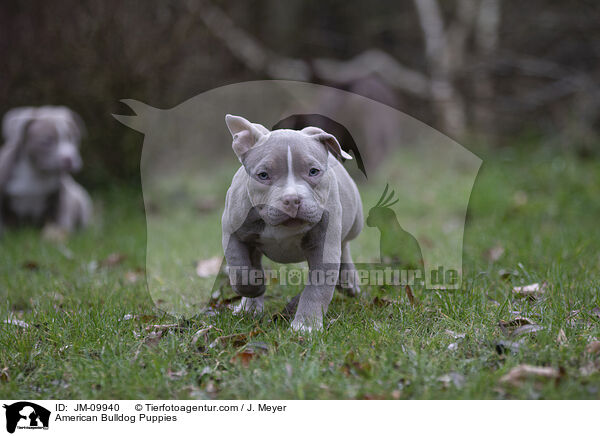 American Bulldog Puppies / JM-09940