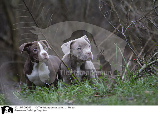 American Bulldog Puppies / JM-09945