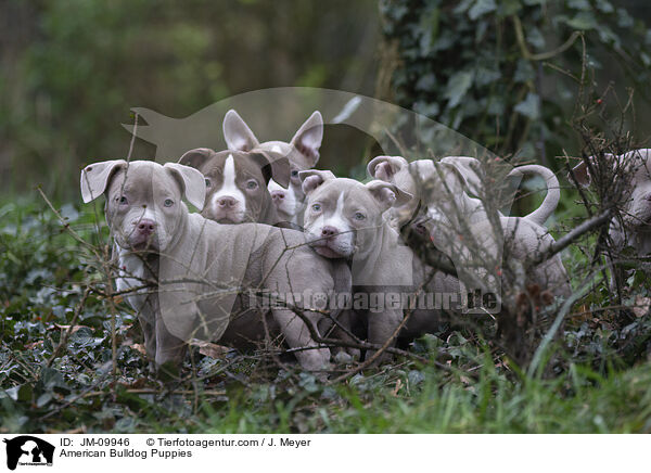 American Bulldog Welpen / American Bulldog Puppies / JM-09946
