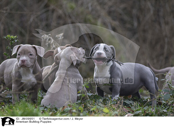 American Bulldog Welpen / American Bulldog Puppies / JM-09951