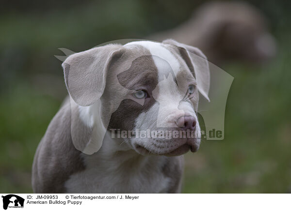 American Bulldog Puppy / JM-09953