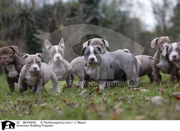 American Bulldog Welpen / American Bulldog Puppies / JM-09959
