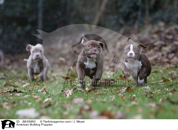 American Bulldog Welpen / American Bulldog Puppies / JM-09960