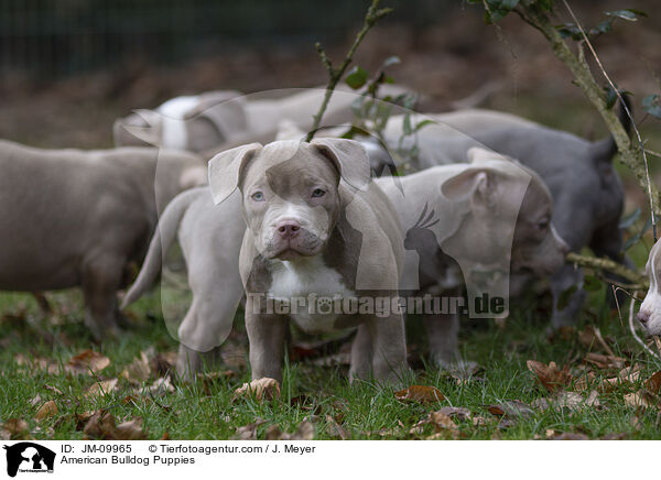 American Bulldog Welpen / American Bulldog Puppies / JM-09965