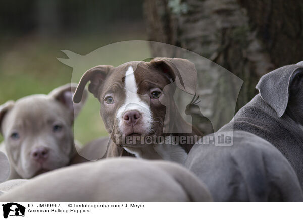 American Bulldog Puppies / JM-09967