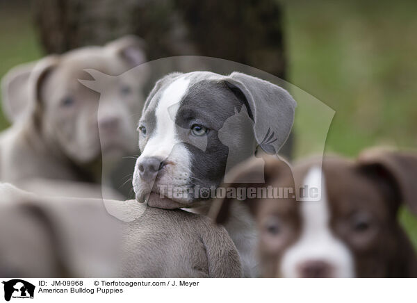 American Bulldog Welpen / American Bulldog Puppies / JM-09968