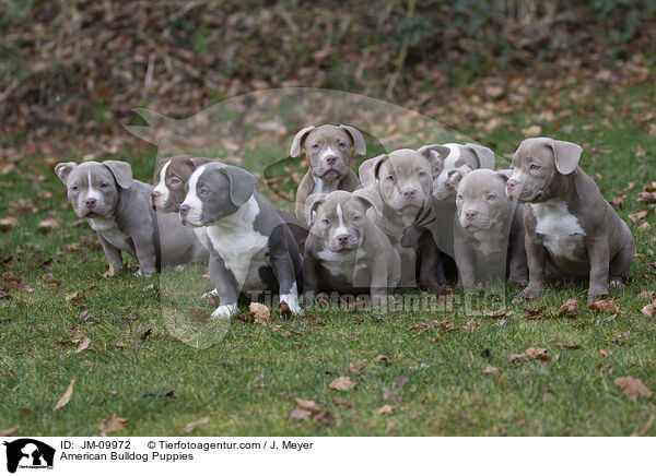 American Bulldog Puppies / JM-09972