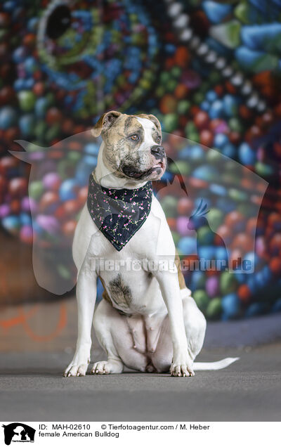 female American Bulldog / MAH-02610