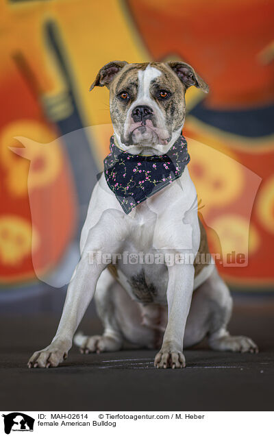 American Bulldog Hndin / female American Bulldog / MAH-02614