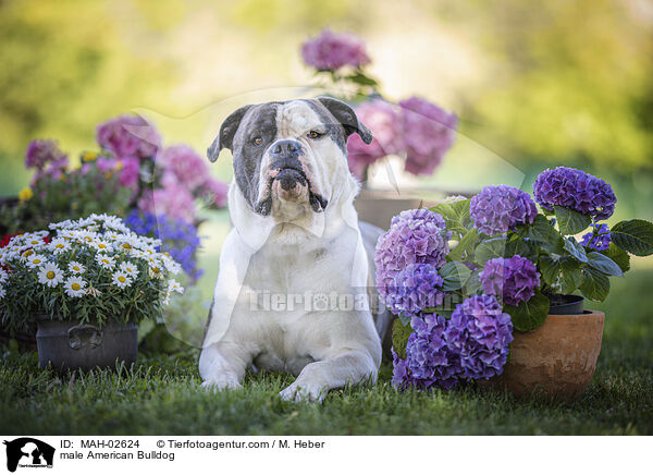 American Bulldog Rde / male American Bulldog / MAH-02624