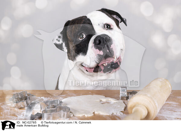 American Bulldog Rde / male American Bulldog / NC-02785